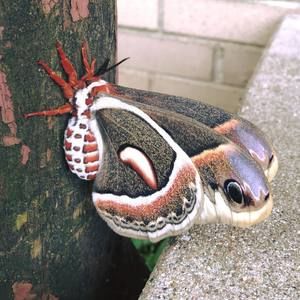 Meet your Posher, Martha